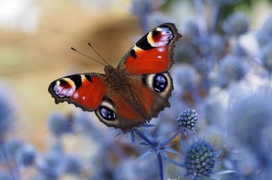 Peacock Butterfly